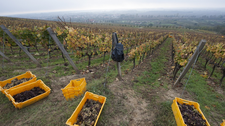 Három borvidék szüreti pillanatképei - Az aszály volt idén a legnagyobb kihívás Három borvidék szüreti pillanatképei - Az aszály volt idén a legnagyobb kihívás