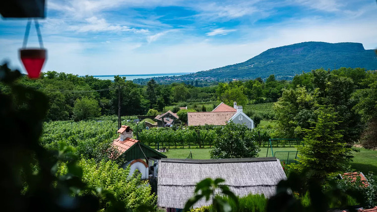 A szüret művészete: a Balaton mikroklímája és a bor minőségét meghatározó döntések A szüret művészete: a Balaton mikroklímája és a bor minőségét meghatározó döntések