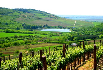 Tokaj-Hegyalját történeti tájjá nyilvánítják