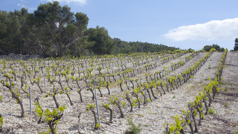 Miként hatnak a kőzetek és a talajok a borok ízvilágára?