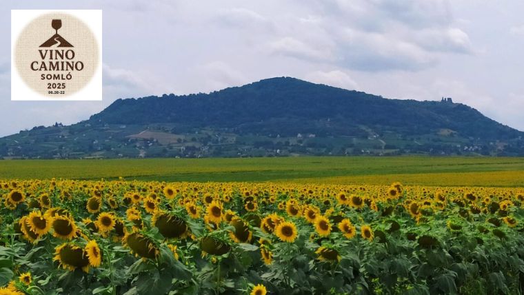 Vino Camino Somló: a Kancellár Birtok teraszán koncerttel és sokszorosan díjazott borokkal várnak (X) Vino Camino Somló: a Kancellár Birtok teraszán koncerttel és sokszorosan díjazott borokkal várnak (X)
