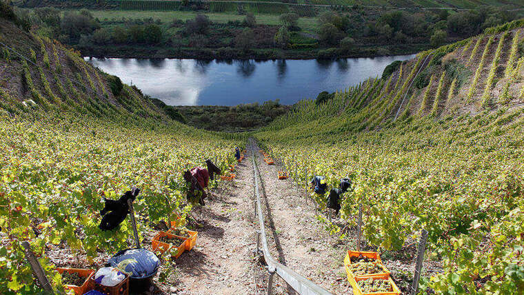 Kihívást jelentő dűlők, extravagáns szüretek a világban - és egy kis hazai kitekintés Kihívást jelentő dűlők, extravagáns szüretek a világban - és egy kis hazai kitekintés