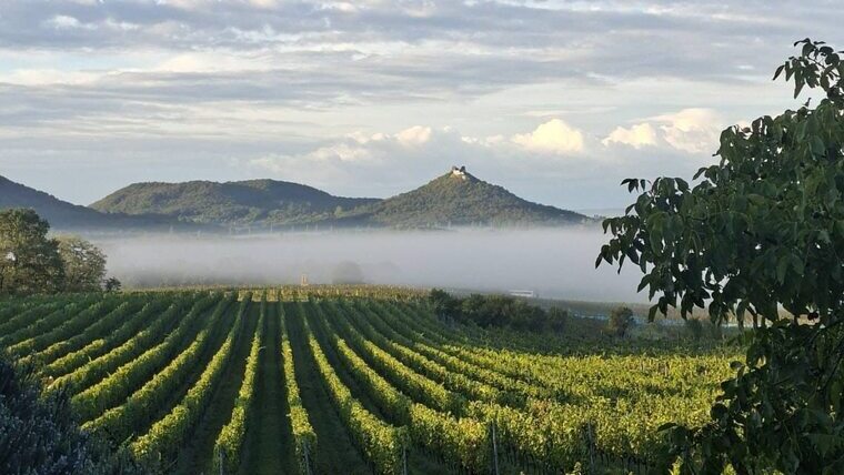 A tél dönthet a magyar bor jövőjéről? A tél dönthet a magyar bor jövőjéről?