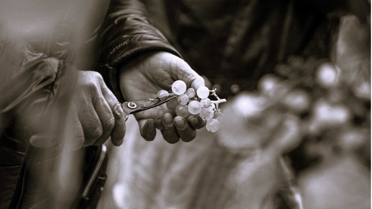 Egy jó, hagyományos rajnai rizlingért nem kell Németországig menni – elég a Pannonhalmi borvidék felé venni az irányt Egy jó, hagyományos rajnai rizlingért nem kell Németországig menni – elég a Pannonhalmi borvidék felé venni az irányt