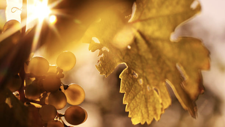 Klímára hangolva – Milyen szőlők lesznek a túlélők Európában? Klímára hangolva – Milyen szőlők lesznek a túlélők Európában?