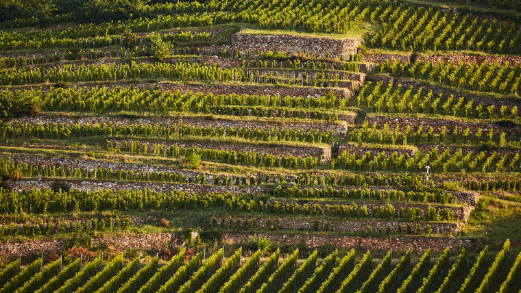 Borvidékeink legszebb furmintjai Borvidékeink legszebb furmintjai