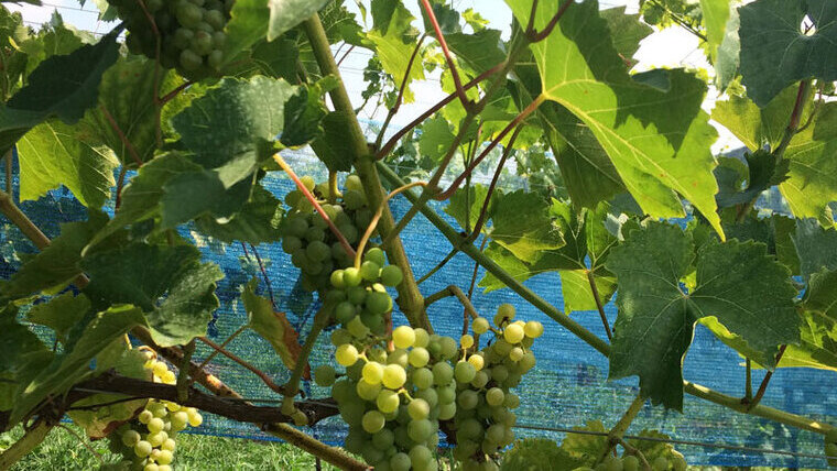 Klímára hangolva – a Nap szőlője: a solaris Klímára hangolva – a Nap szőlője: a solaris