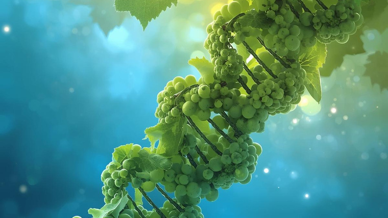 A DNS leleplezte a magyar szőlőfajta rokonát – Interjú a svájci kutatóval, aki azonosította a furmint török ikertestvérét A DNS leleplezte a magyar szőlőfajta rokonát – Interjú a svájci kutatóval, aki azonosította a furmint török ikertestvérét