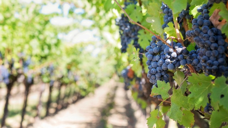 7 őshonos szőlőfajta a történelmi Magyarországról, amelyeket nem szabad elfelejteni 7 őshonos szőlőfajta a történelmi Magyarországról, amelyeket nem szabad elfelejteni