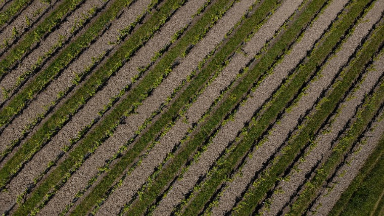 Szőlőkabóca tavasszal: most kell résen lenni Szőlőkabóca tavasszal: most kell résen lenni