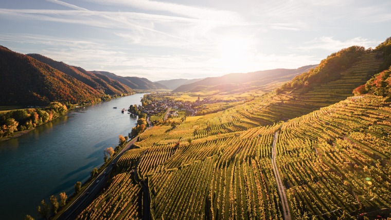Wachau sztárja, a Schneeweiss Riesling Wachau sztárja, a Schneeweiss Riesling