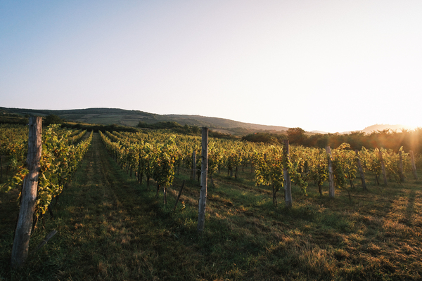 Egészséges talajok, kiváló minőségű és ellenálló szőlő, kivételes terroir borok - Mit ad nekünk a bio(dinamikus) gazdálkodás?