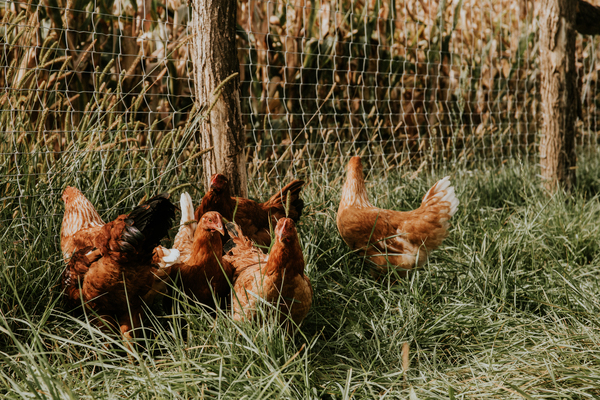 Egészséges talajok, kiváló minőségű és ellenálló szőlő, kivételes terroir borok - Mit ad nekünk a bio(dinamikus) gazdálkodás?