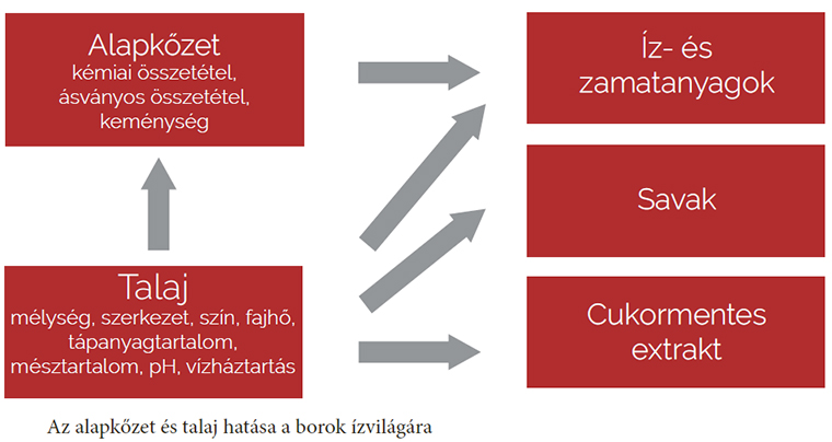 Miként hatnak a kőzetek és a talajok a borok ízvilágára?