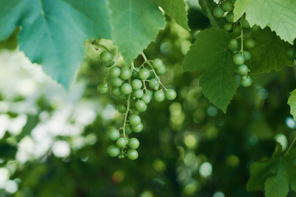 Alkoholmentes opciók: a verjus